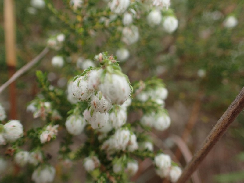 Erica cooperi var. cooperi photo 4