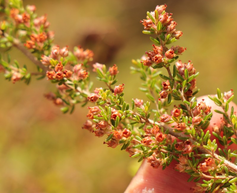 Erica copiosa var. copiosa