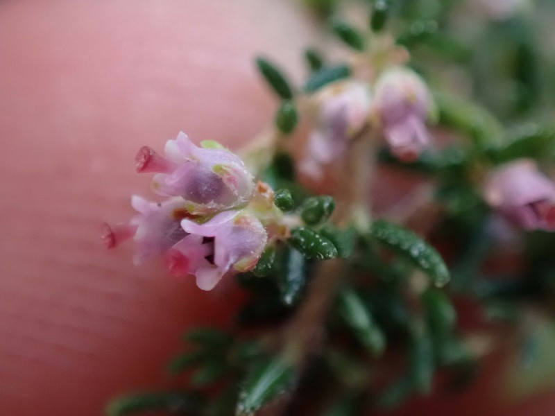 Erica copiosa var. copiosa photo 2
