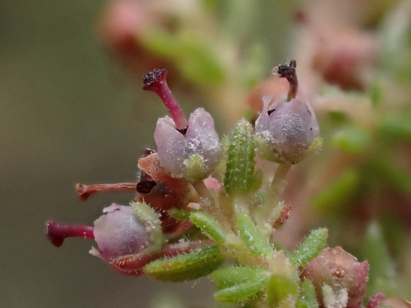 Erica copiosa var. copiosa photo 3