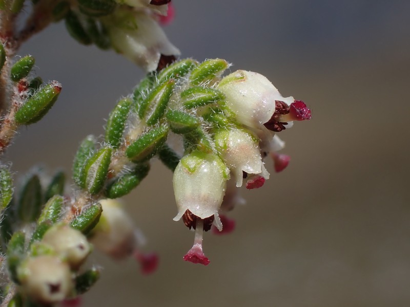 Erica cordata var. cordata