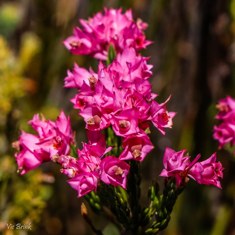 Erica corifolia var. corifolia
