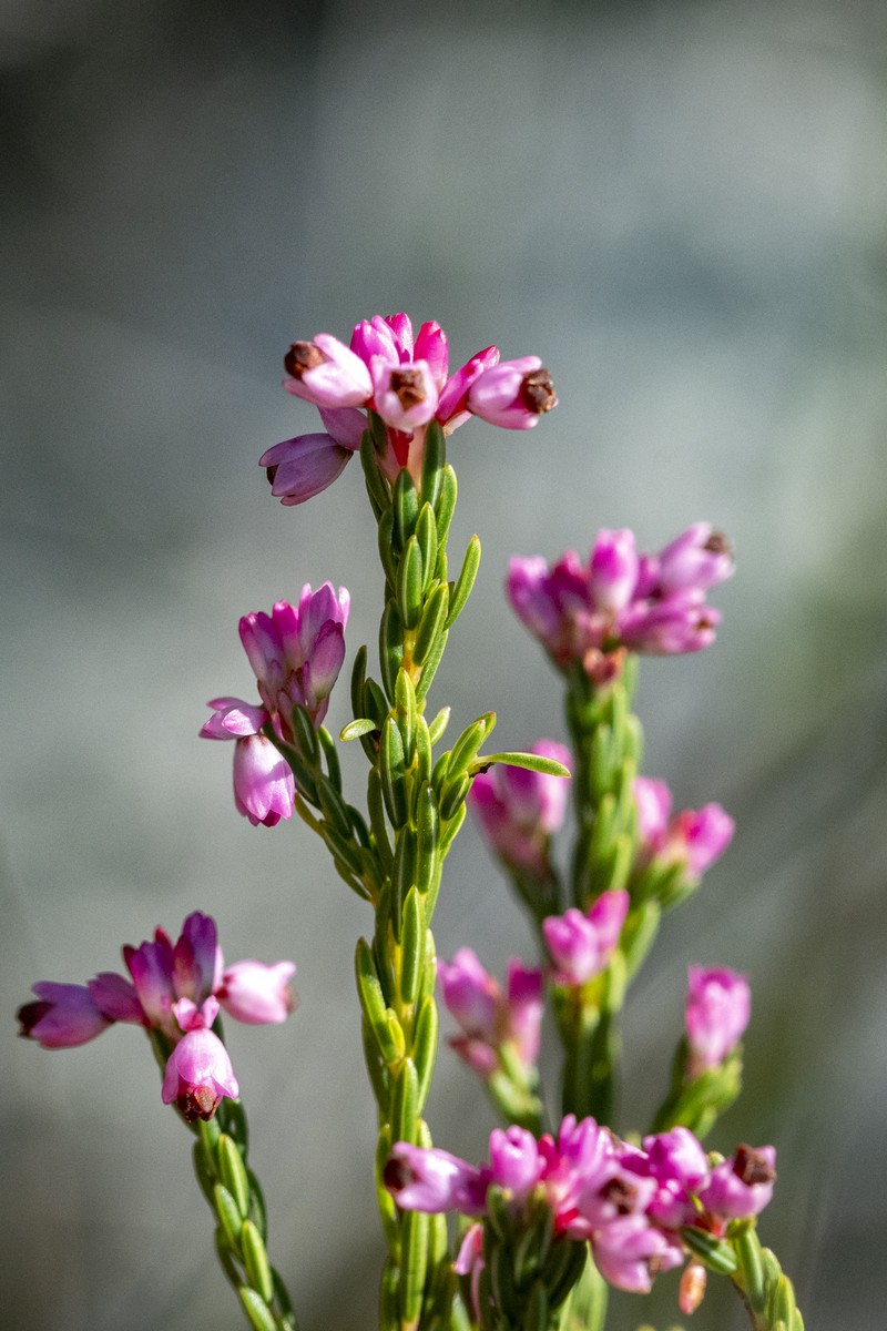 Erica corifolia var. corifolia photo 2