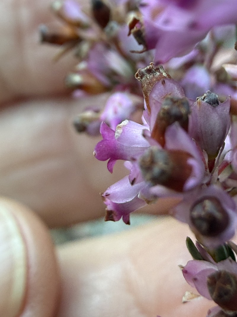 Erica corifolia var. corifolia photo 4