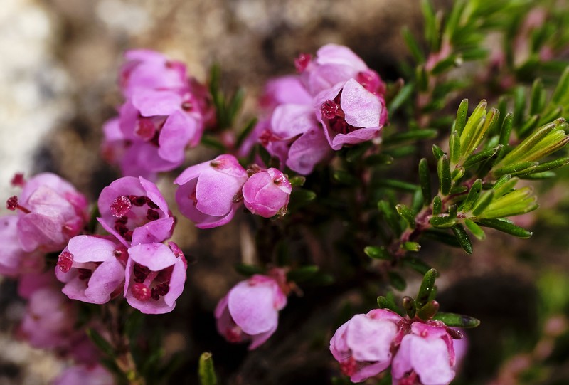 Erica cristiflora var. cristiflora