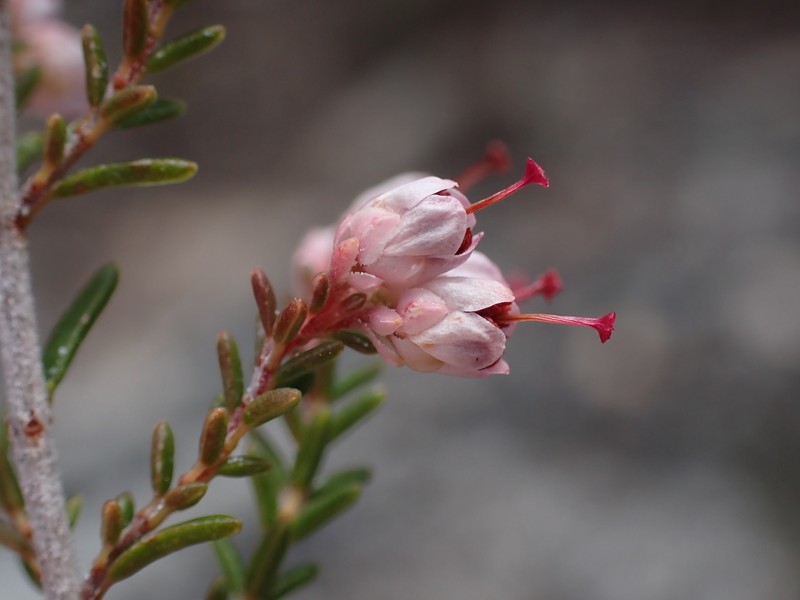 Erica cristiflora var. cristiflora photo 3