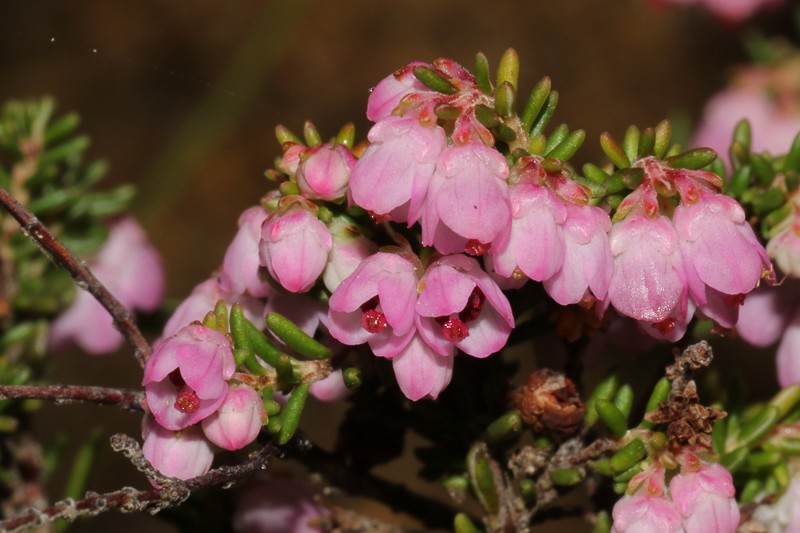 Erica cristiflora var. cristiflora photo 4