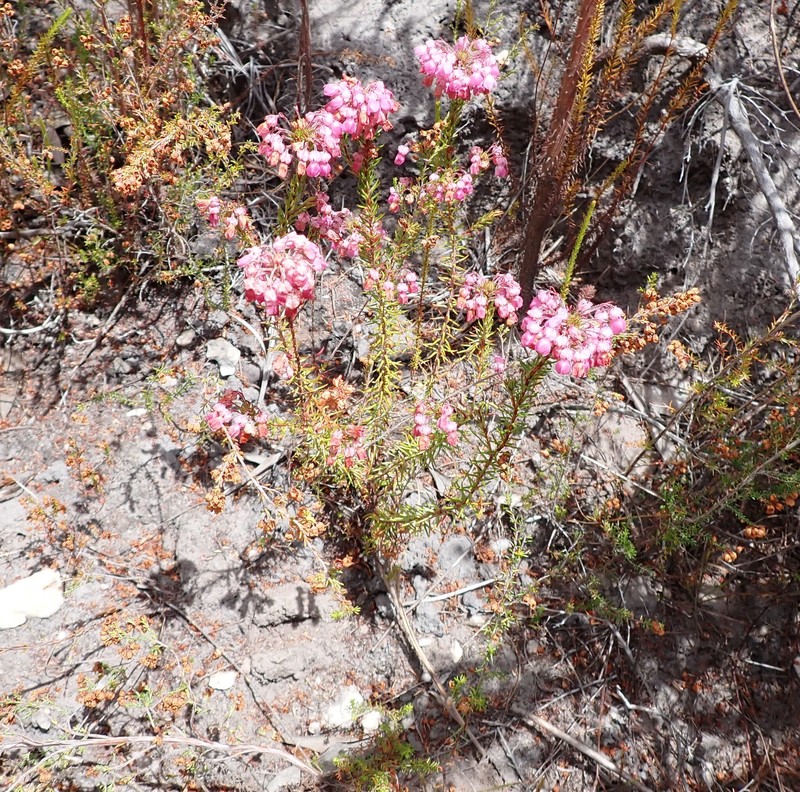 Erica cubica var. cubica