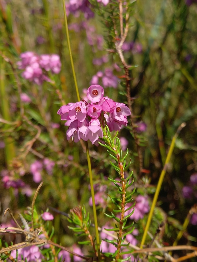 Erica cubica var. cubica photo 3