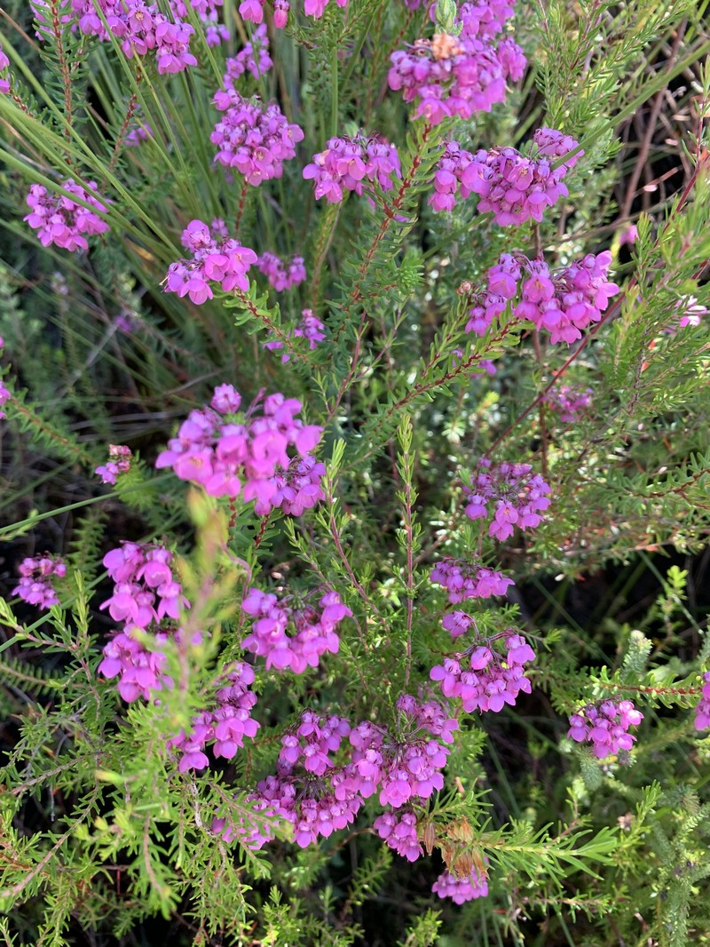 Erica cubica var. cubica photo 4