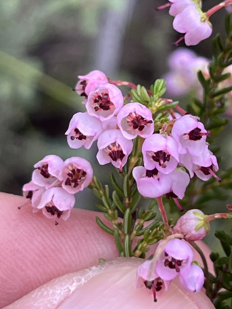 Erica curvirostris var. curvirostris