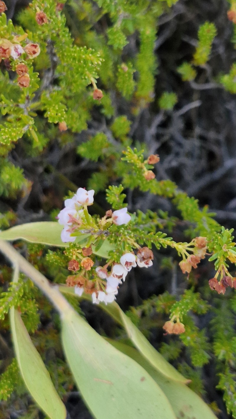 Erica curvirostris var. curvirostris photo 2