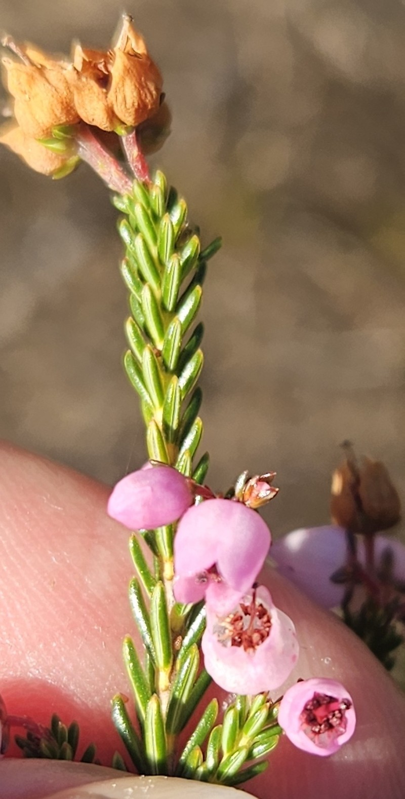 Erica curvirostris var. curvirostris photo 3