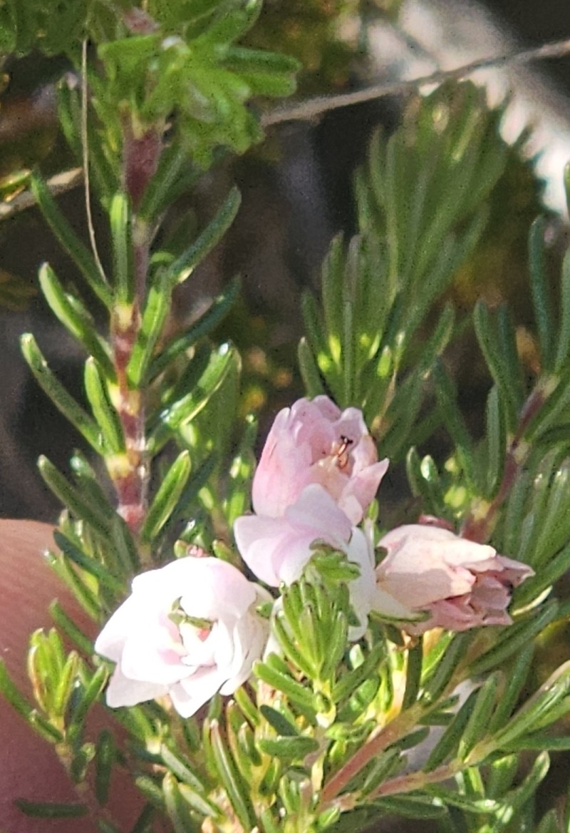 Erica curvirostris var. curvirostris photo 4