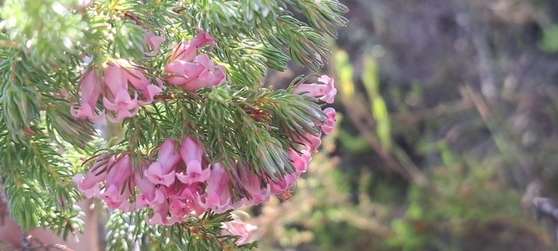 Erica daphniflora var. daphniflora