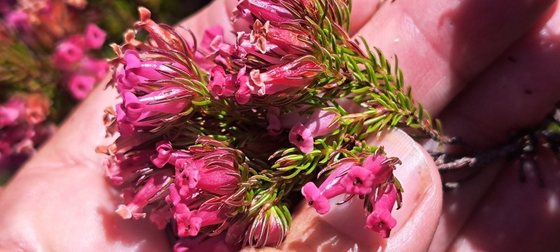 Erica daphniflora var. daphniflora photo 2