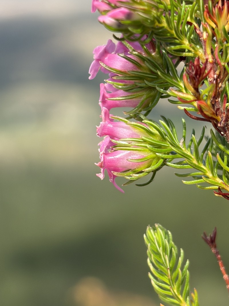 Erica daphniflora var. daphniflora photo 3
