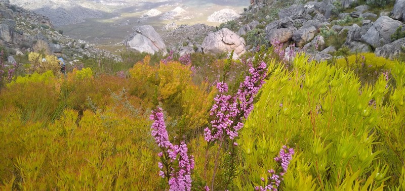 Erica daphniflora var. daphniflora photo 4