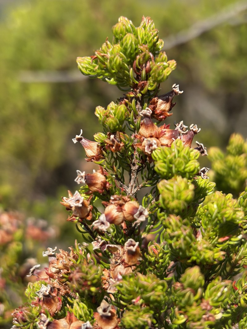 Erica denticulata var. denticulata