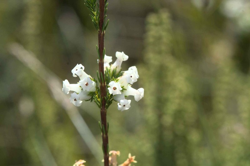 Erica denticulata var. denticulata photo 3