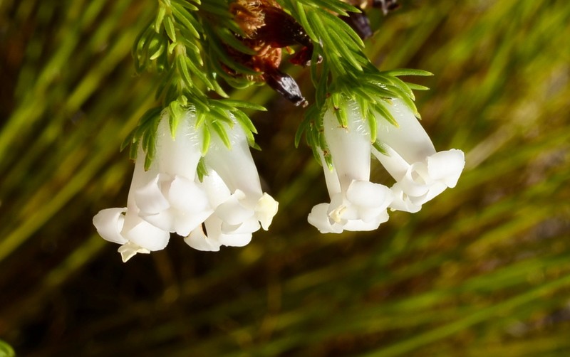 Erica denticulata var. denticulata photo 4