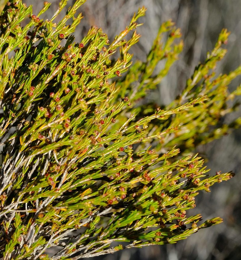 Erica didymocarpa