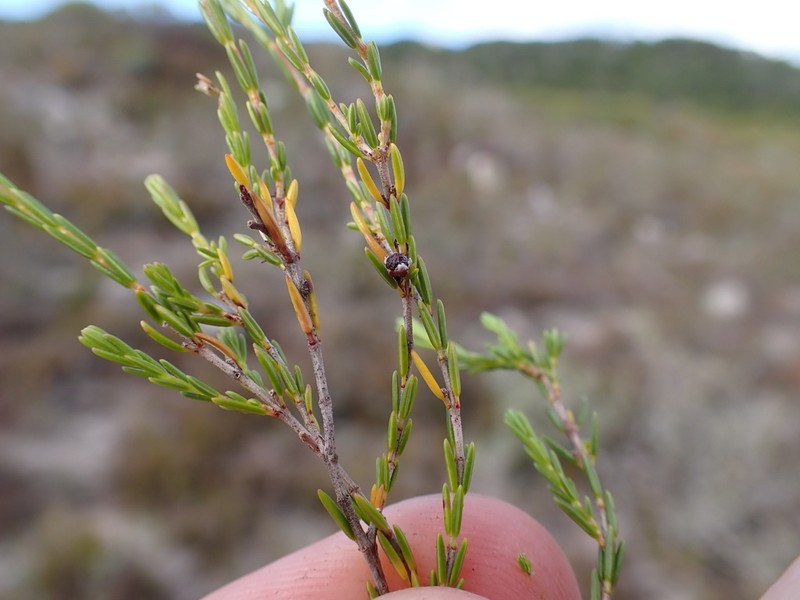 Erica didymocarpa photo 2