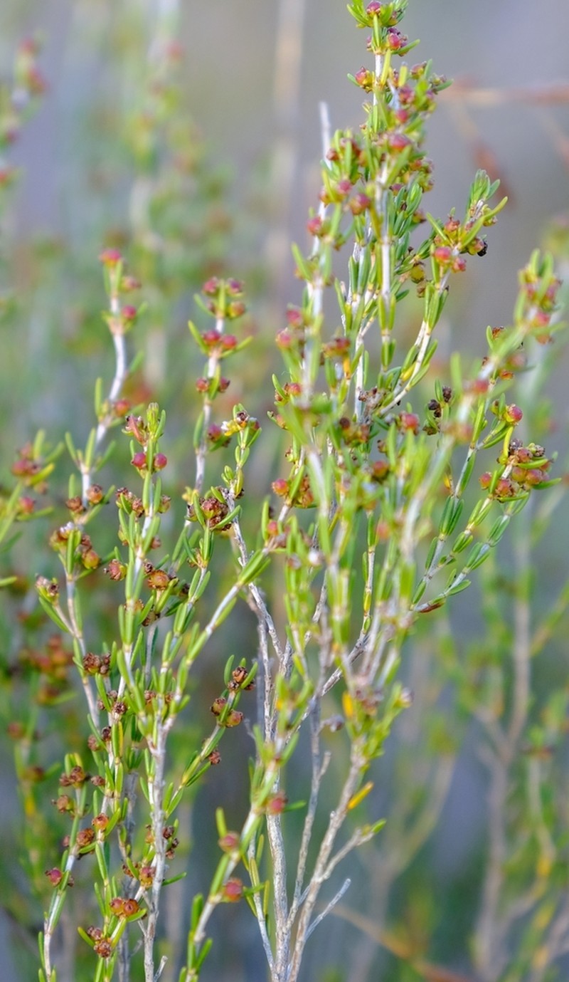 Erica didymocarpa photo 3