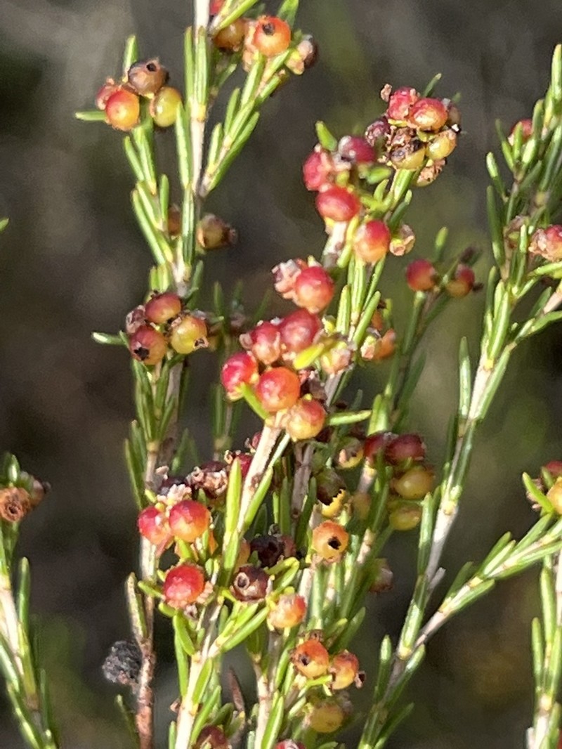 Erica didymocarpa photo 4