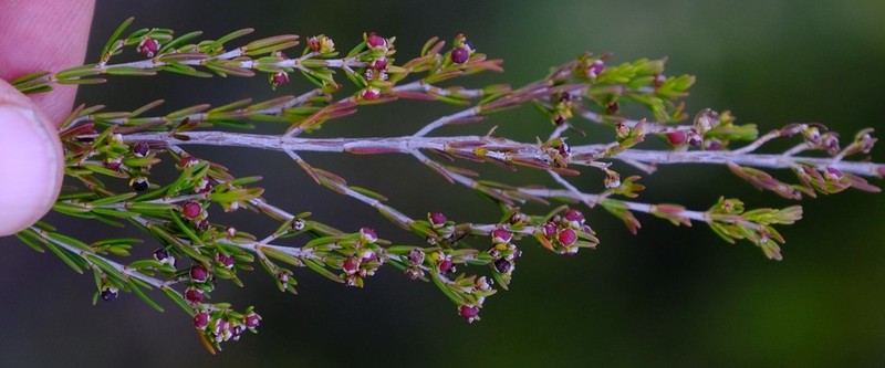 Erica didymocarpa photo 5