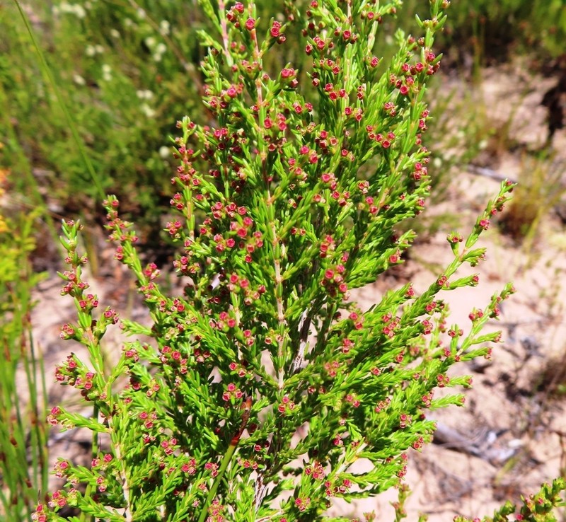 Erica didymocarpa photo 6