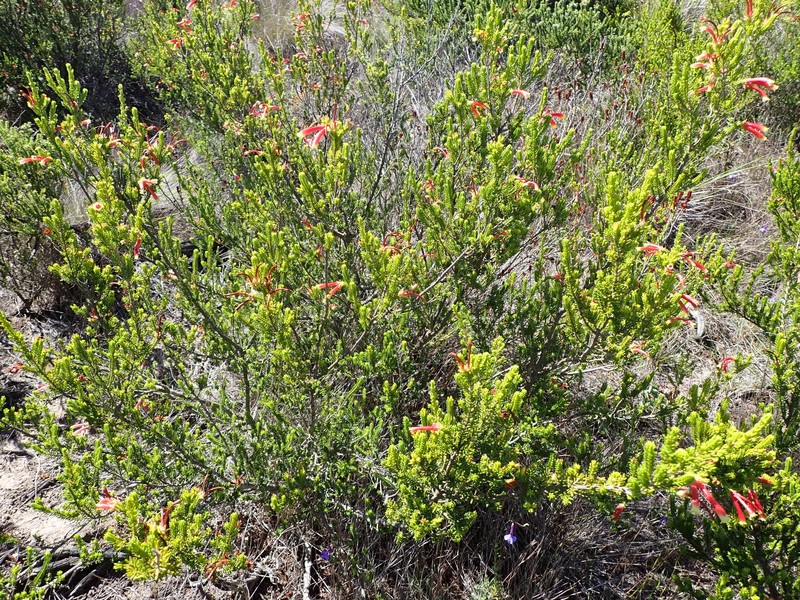 Erica discolor var. discolor