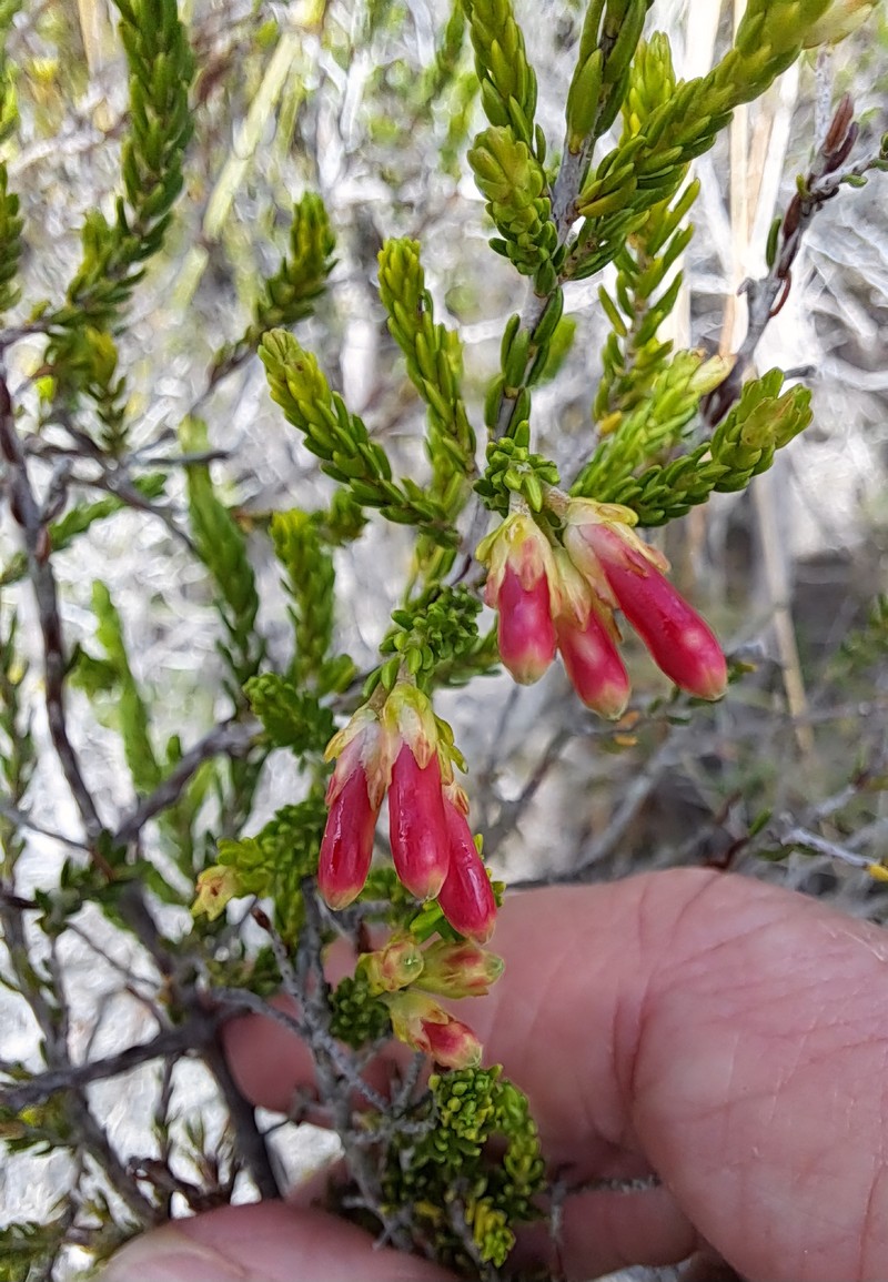 Erica discolor var. discolor photo 2