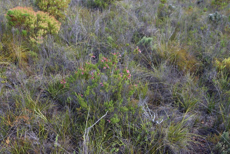 Erica discolor var. discolor photo 4