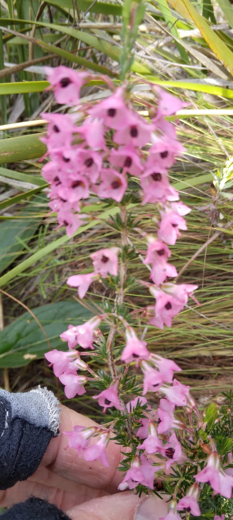 Erica elimensis var. elimensis