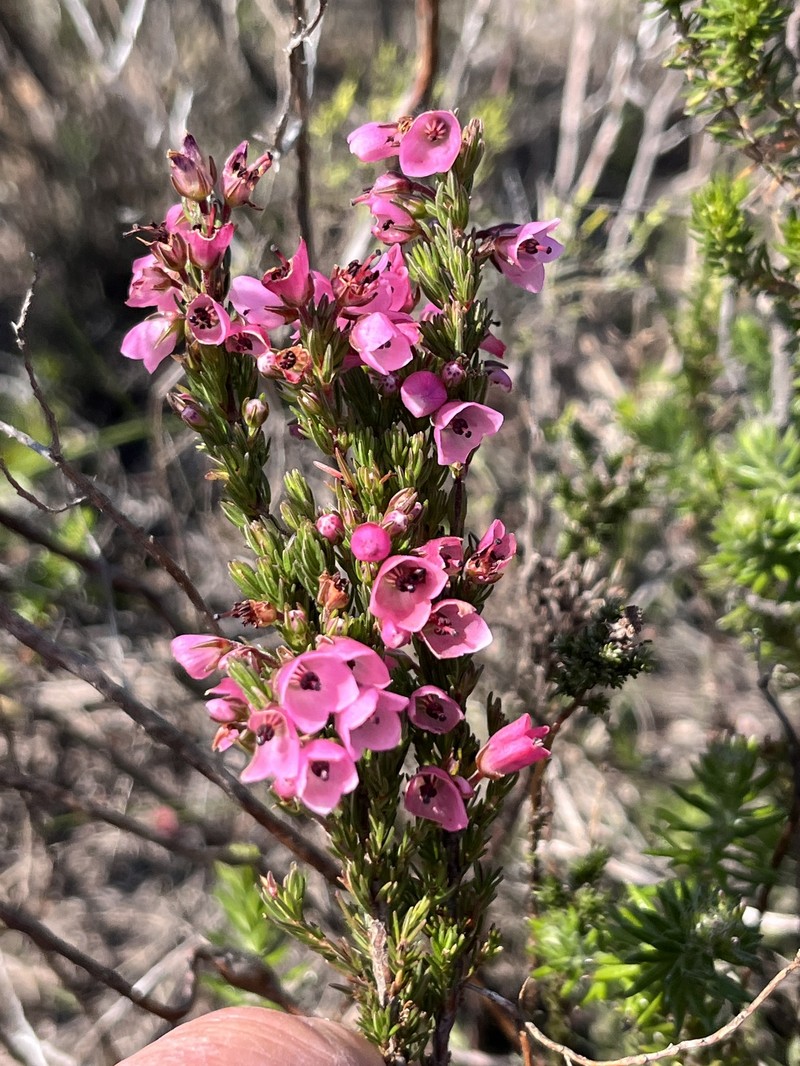 Erica elimensis var. elimensis photo 2