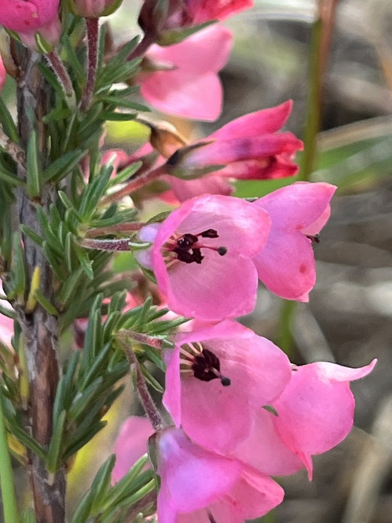 Erica elimensis var. elimensis photo 3