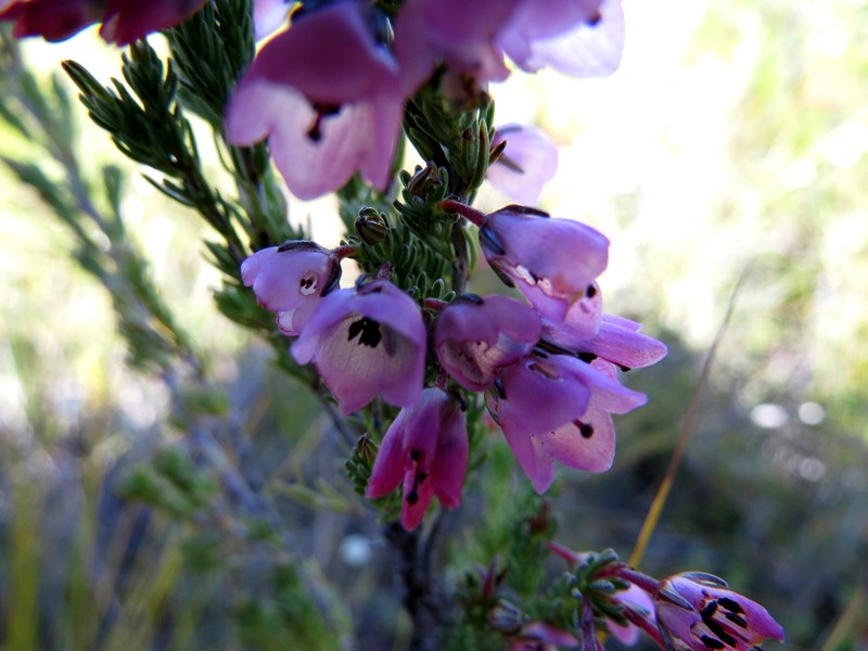 Erica elimensis var. elimensis photo 4