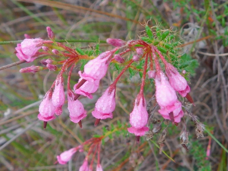 Erica embothriifolia var. embothriifolia