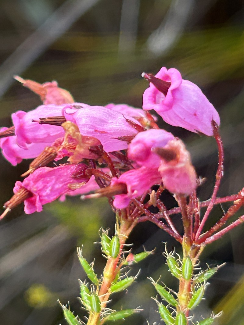 Erica embothriifolia var. embothriifolia photo 2