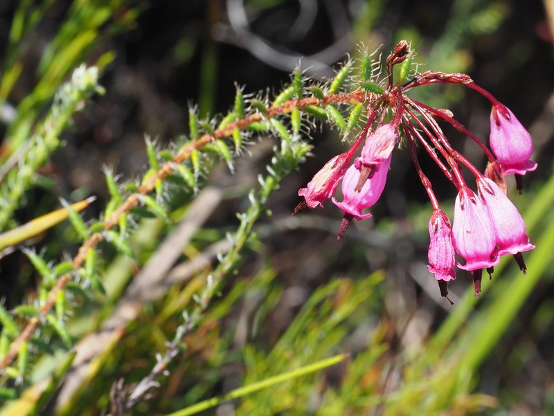 Erica embothriifolia var. embothriifolia photo 3