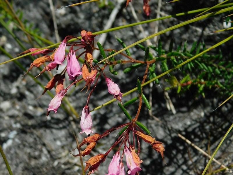 Erica embothriifolia var. embothriifolia photo 4