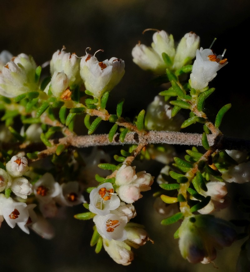 Erica eremioides subsp. eremioides