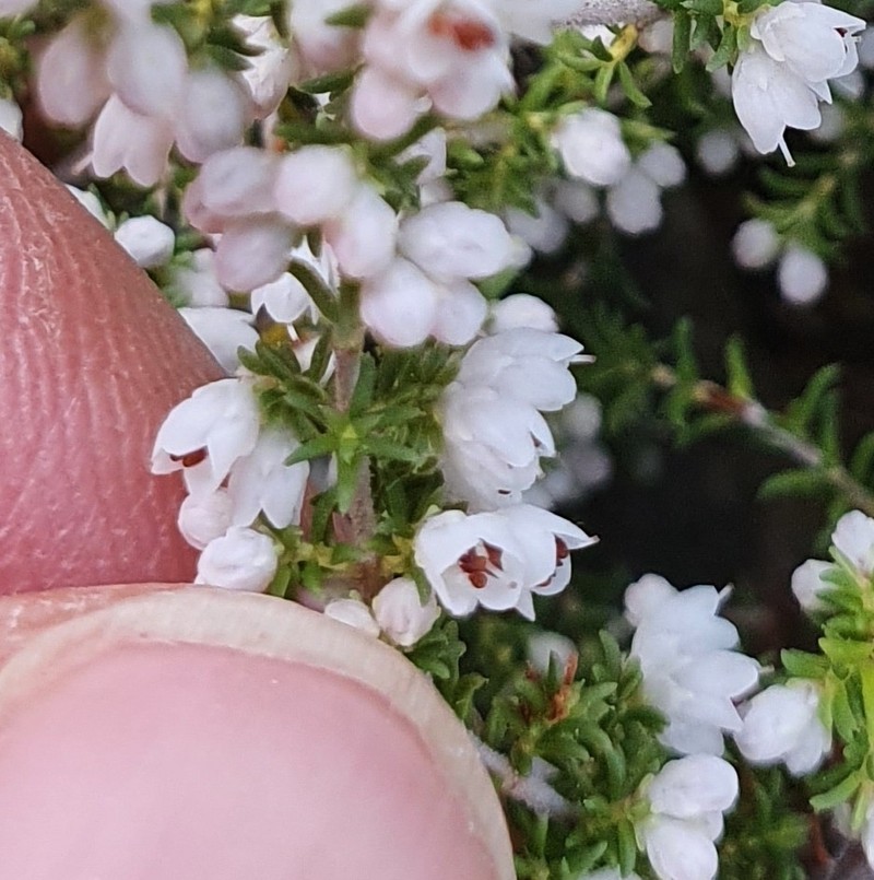 Erica eremioides subsp. eremioides photo 2