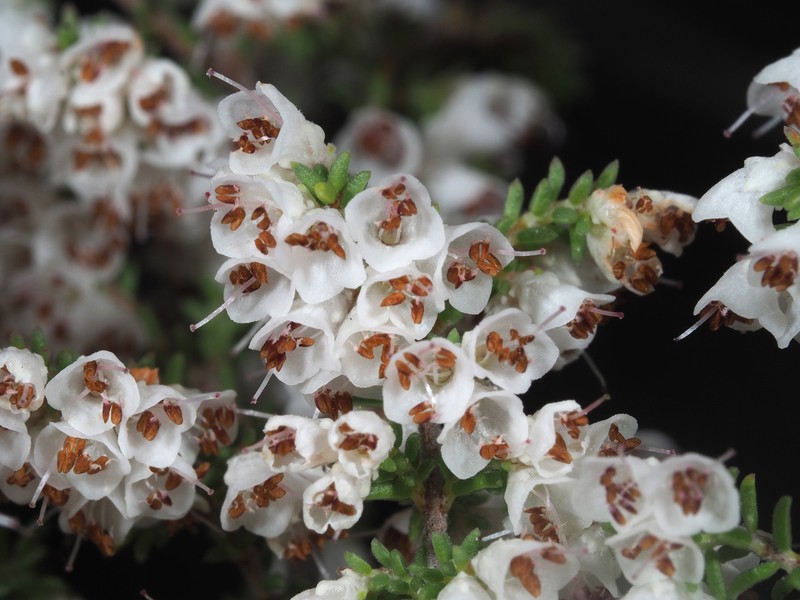 Erica eremioides subsp. eremioides photo 3