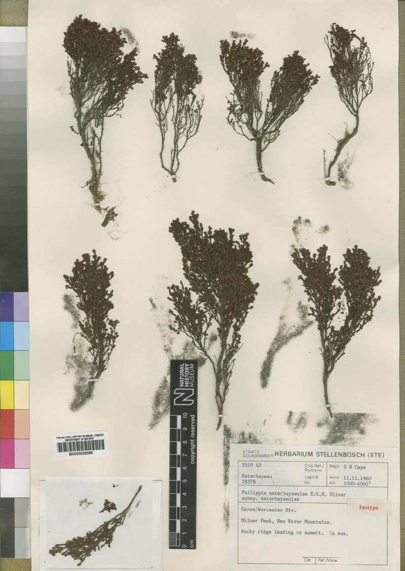 Erica esteriana subsp. esteriana