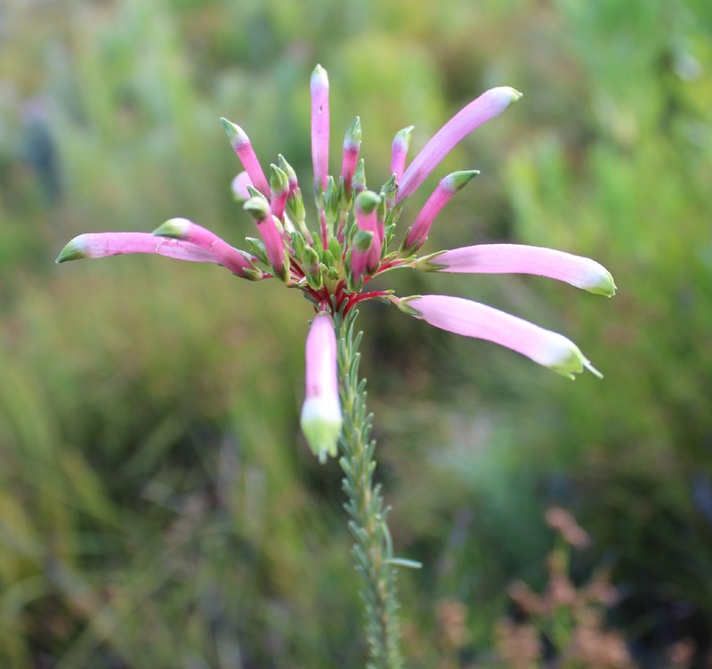 Erica fascicularis var. fascicularis