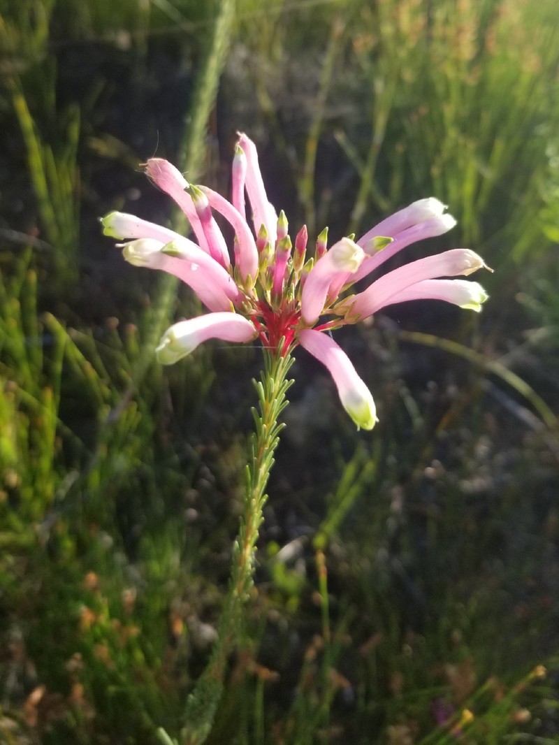 Erica fascicularis var. fascicularis photo 3