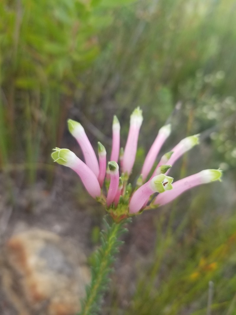 Erica fascicularis var. fascicularis photo 4
