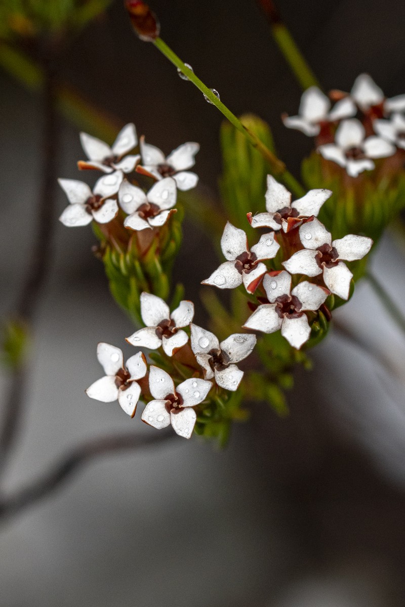 Erica fastigiata var. fastigiata